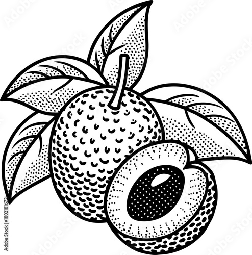 Lychee fruit with leaves in vintage engraving whole and halved tropical exotic fruit detailed illustration
