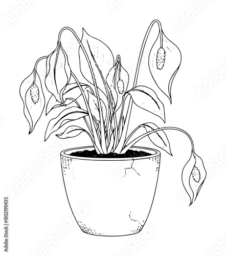 sad wilting houseplant in a cracked pot sketch vector
