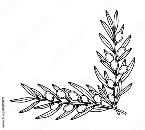 olive branch corner decoration hand drawn vector