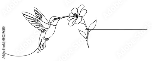 hummingbird feeding on flower continuous one line drawing