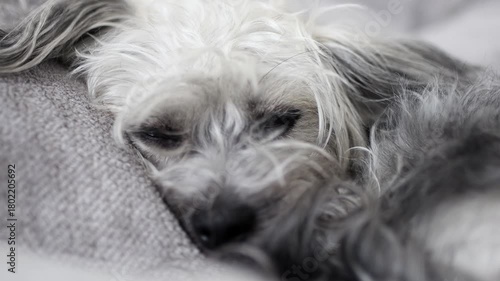 Sad Fluffy Gray Dog Lying in Bed at Home, Looking Sick or Lonely, Waiting for Owner, Feeling Unwell or Depressed. Cute pet.