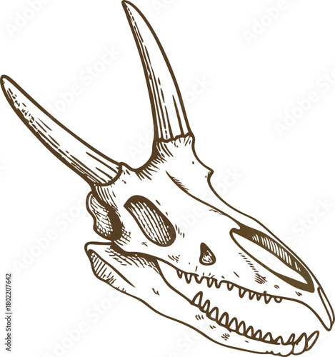 Triceratops skull illustration prehistoric dinosaur bone head with horns, detailed hand drawn paleontology fossil art