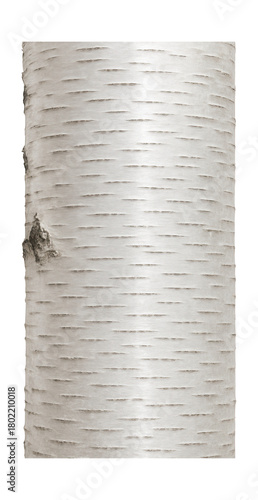 Smooth, silvery-white bark of silver birch featuring horizontal lenticels.