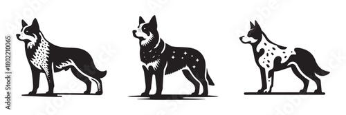 Australian Cattle Dog Silhouettes: A Trio of Canine Companions.