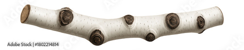 Aspen branch featuring smooth white bark with dark knot designs.