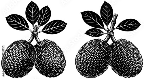 Two jackfruits with leaves isolated on, a tropical fruit with a spiky outer skin and sweet flesh