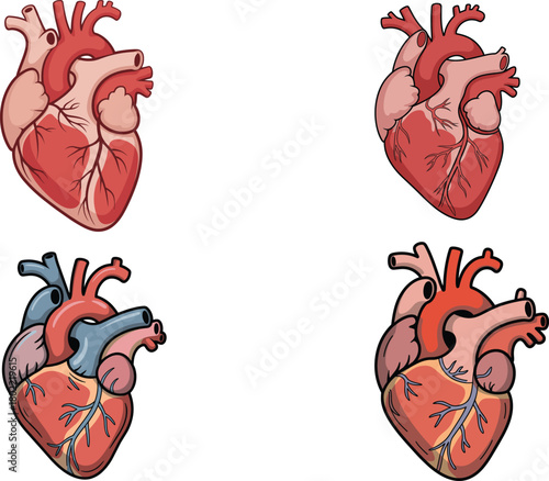 Set of Four Detailed Human Anatomical Heart Vector Illustrations, Showing Internal Structure, Arteries, and Veins for Cardiology, Medical Education, Science, and Health Concepts.