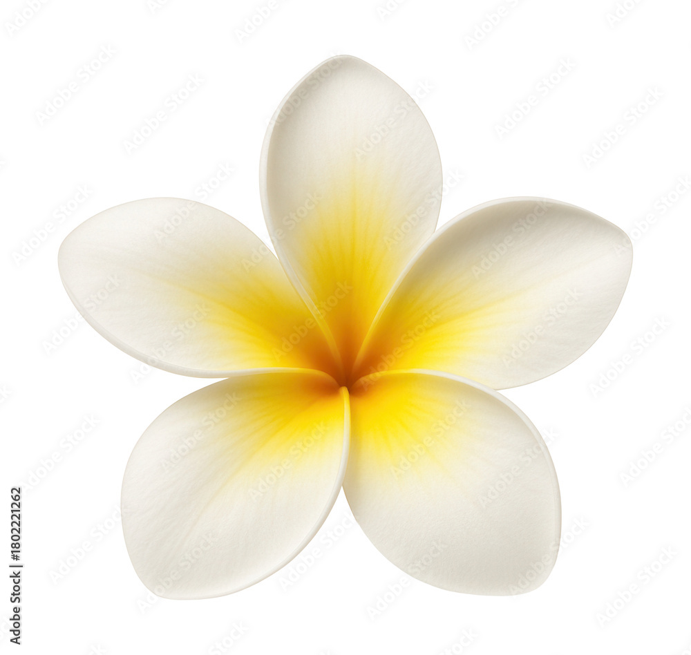 Fototapeta premium Frangipani flower featuring five petals with a white to yellow gradient.