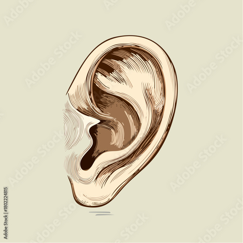 Detailed vintage illustration of human ear anatomy in sepia tones for medical design needs