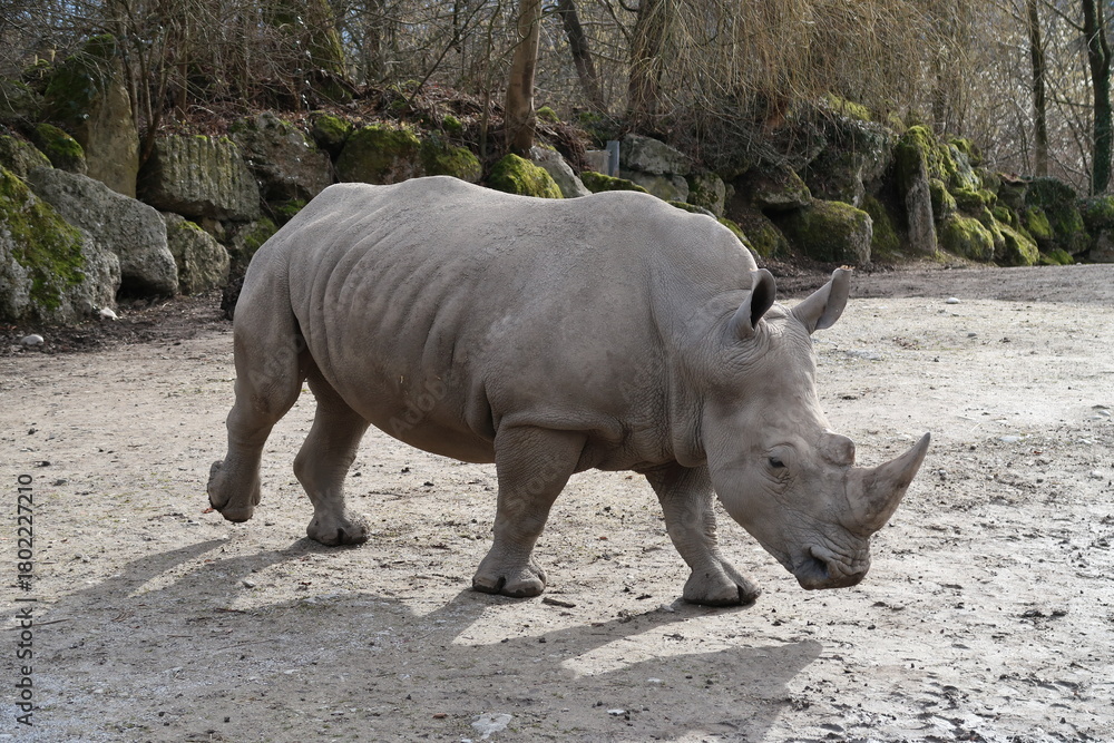 Naklejka premium Nashorn - 1