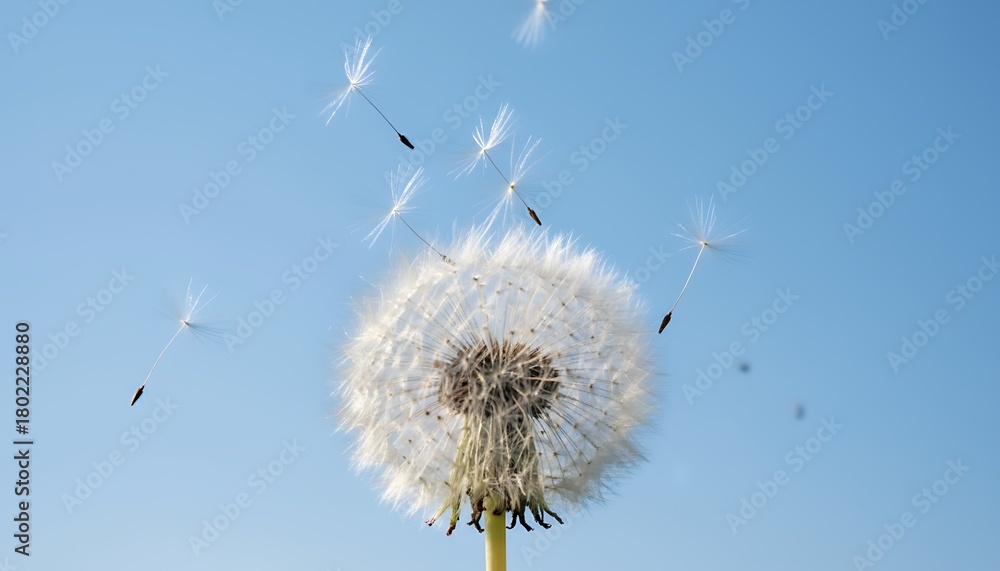 Obraz premium Delicate dandelion seeds float through a clear blue sky on a breezy day, symbolizing wishes and new beginnings