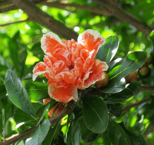 Grenadier,décoratif,jardin,fleur, bicolore,blanc,rouge, nature, plante, flore, floral