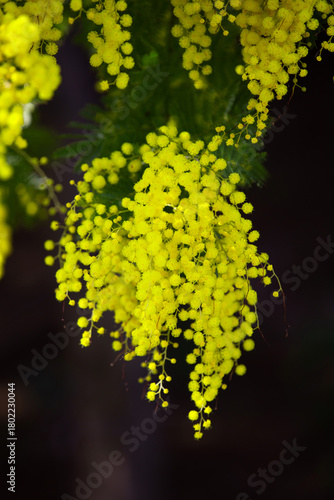 Mimosa en cascade