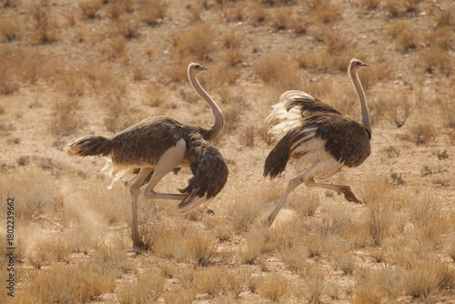 pair of running ostriches 451
