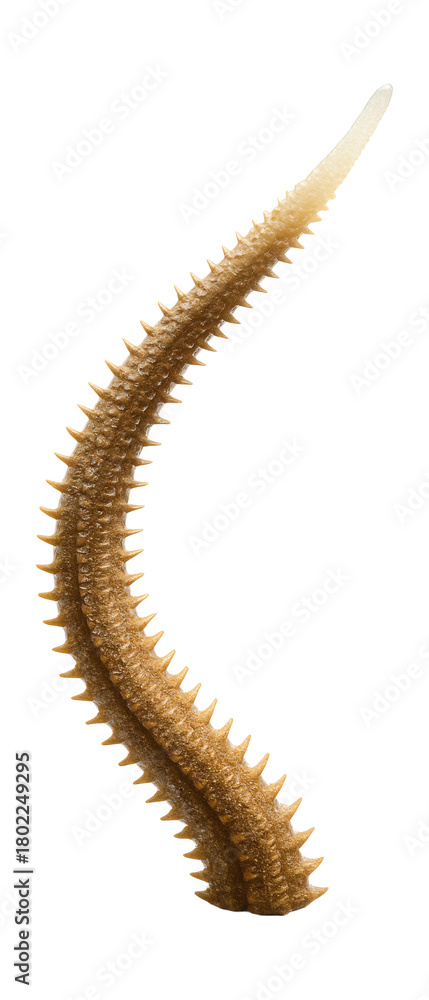 Obraz premium Regenerating brittle star arm with a thinner, translucent tip section.