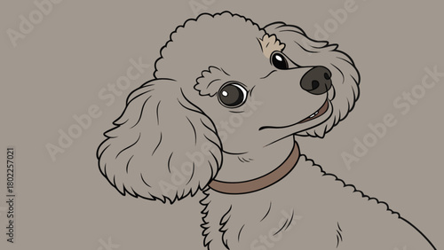 Illustration of a gray poodle with a brown collar looking up with a slight smile on a gray background