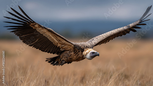 Majestic Griffon Vulture Gliding Low with Expansive Wings Over Golden Grasslands