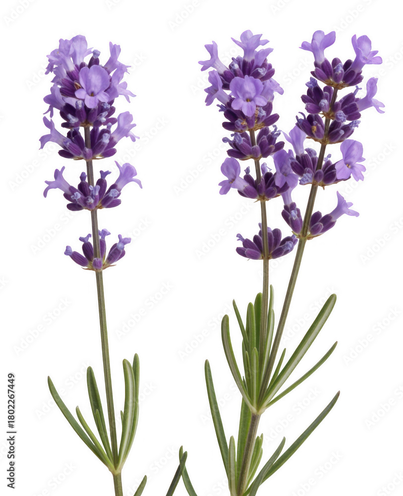 Obraz premium Purple lavender flower stalks isolated on a transparent background