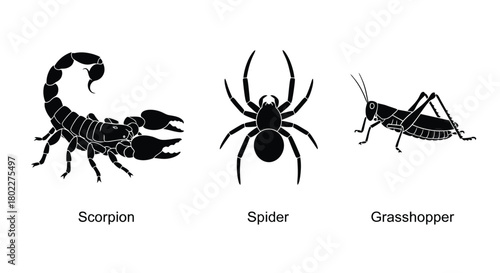 Black silhouettes of a scorpion spider and grasshopper displayed side by side