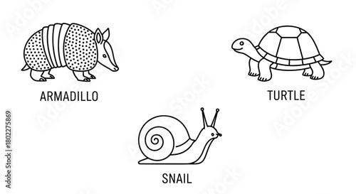 Simple black and white illustration of an armadillo turtle and snail