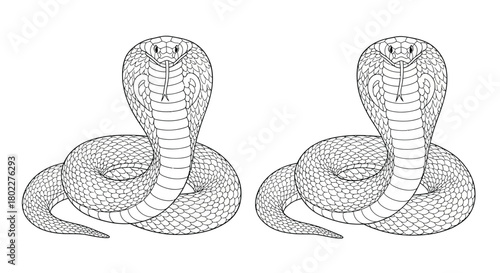 Two detailed cobra illustrations facing forward showcasing their hoods and scales