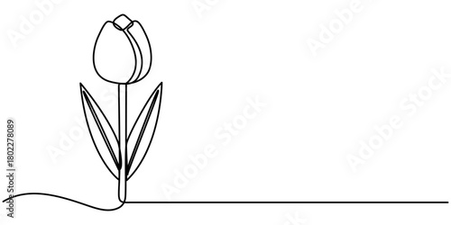 tulip flower continuous one line drawing, Minimalist continuous line drawing a single tulip with stroke Single outline illustration. 