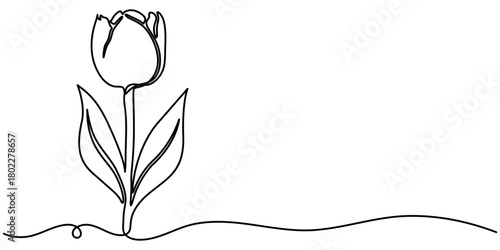 tulip flower continuous one line drawing, Minimalist continuous line drawing a single tulip with stroke Single outline illustration. 