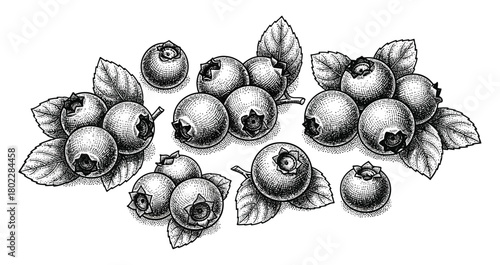 Engraved Blueberries with Leaves in Vintage Etched Style on White