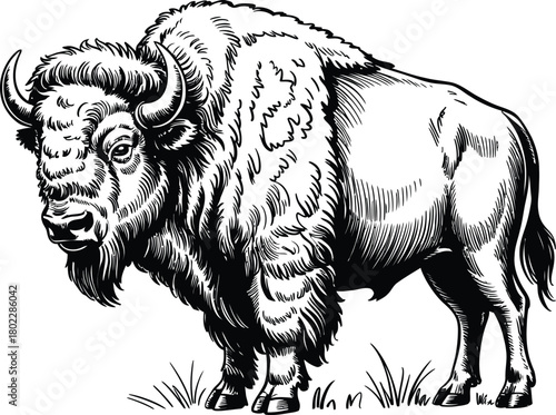 Detailed Vector Illustration of Buffalo in Grayscale Style