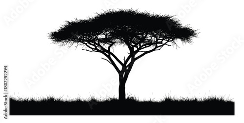 Isolated Black Tree Silhouette Against White Background, African Acacia