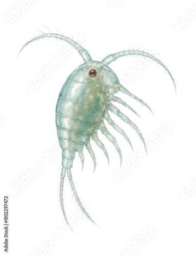 Translucent copepod zooplankton with segmented limbs.