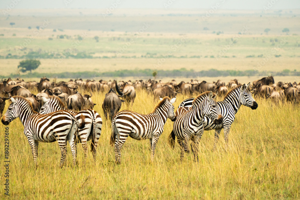 Obraz premium Zebras and Wildebeests During the Great Migration