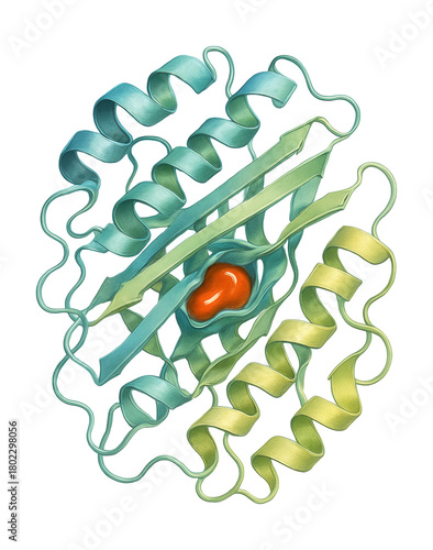 Isolated lipase enzyme featuring a classic alpha/beta hydrolase structure and binding site.