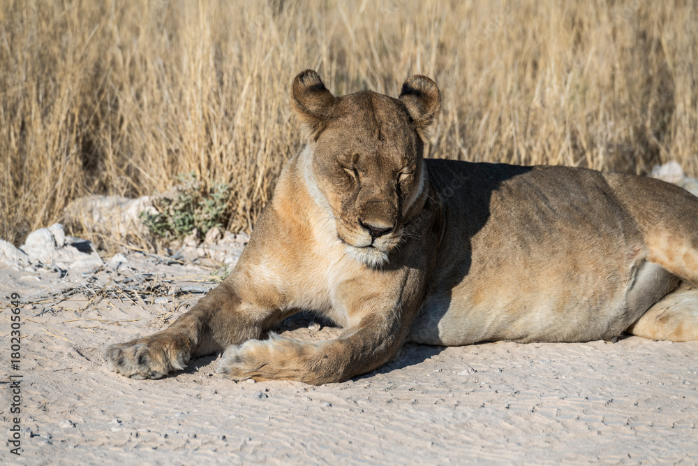Fototapeta premium Safari im Etosha Nationalpark