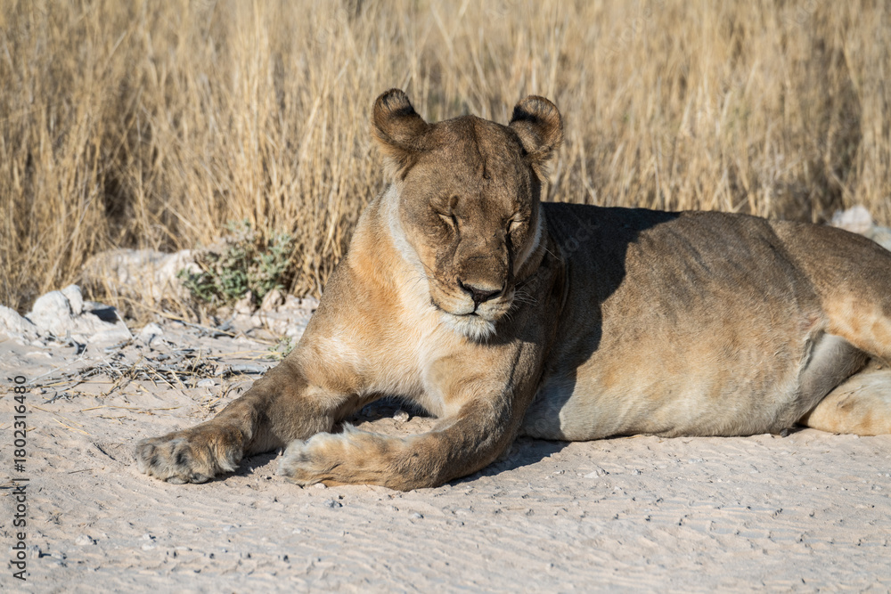 Fototapeta premium Safari im Etosha Nationalpark