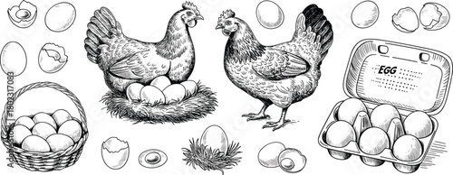 Vintage black and white chicken and egg illustration set with hens nest basket eggshell carton farm poultry drawing collection