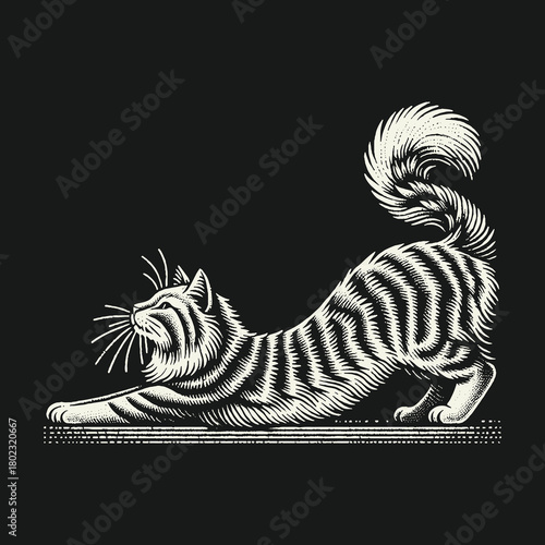 Vintage Engraving Style Stretching Tabby Cat Illustration.