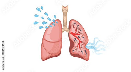 Illustration of human lungs showing the process of gas exchange with water droplets representing moisture and exhaled breath, depicting respiratory system function.