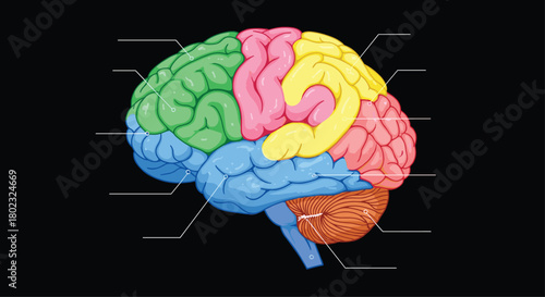 Detailed illustration of the human brain showcasing its major lobes and structures in vibrant colors, providing a clear anatomical overview for educational purposes.