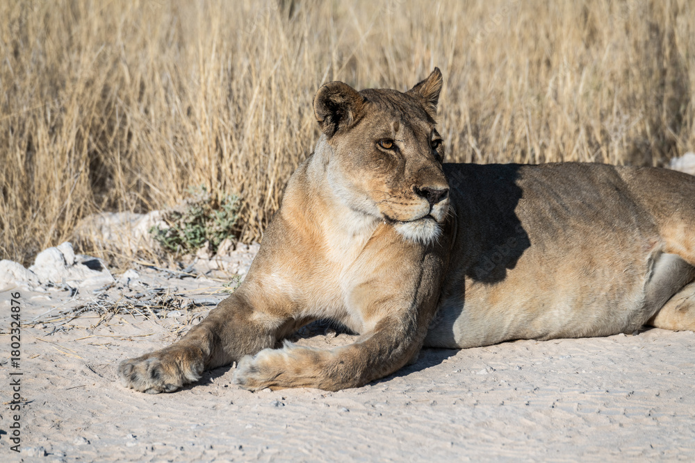 Fototapeta premium Safari im Etosha Nationalpark