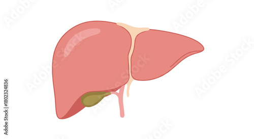 Detailed illustration of a human liver and gallbladder, showcasing anatomical structure and positioning within the abdominal cavity, for medical education.