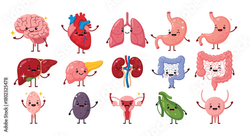 Cute cartoon illustration of human internal organs with smiling faces, representing health and anatomy in a playful style.