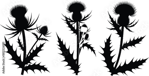 Black silhouette of three thistle plants with spiky leaves and flower heads on white background