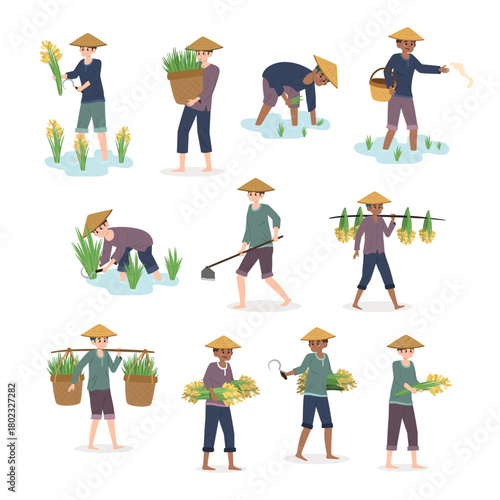 Farmers Harvesting Rice in Paddy Fields Illustration Collection