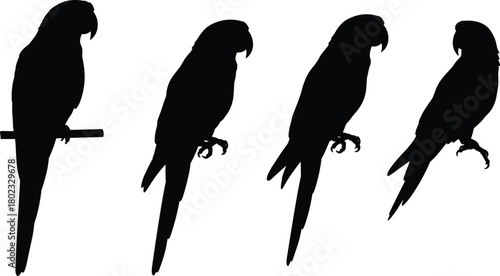 Four black silhouette parrots perched on a white background bird