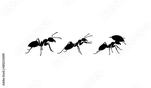Silhouette of two ants in profile facing each other with transparent background insects