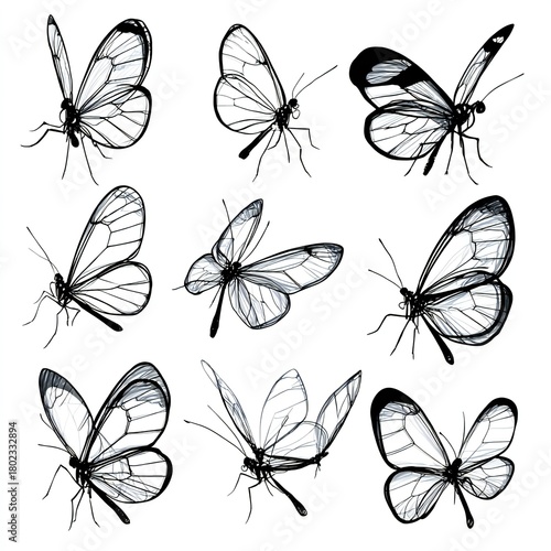 Glasswing Butterflies Illustration Set, Insect Art

