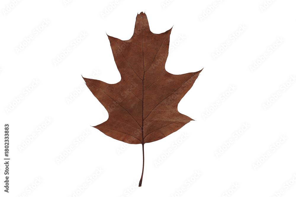 Obraz premium autumn leaf texture isolated png leaves