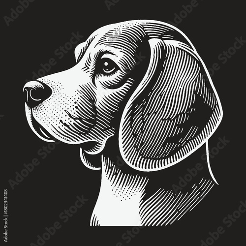 Beagle Dog Head Profile in Classic Engraving Style.