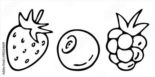 Vector doodle hand drawn strawberry blueberry raspberry food fruit berry set clip art ink fineliner pen